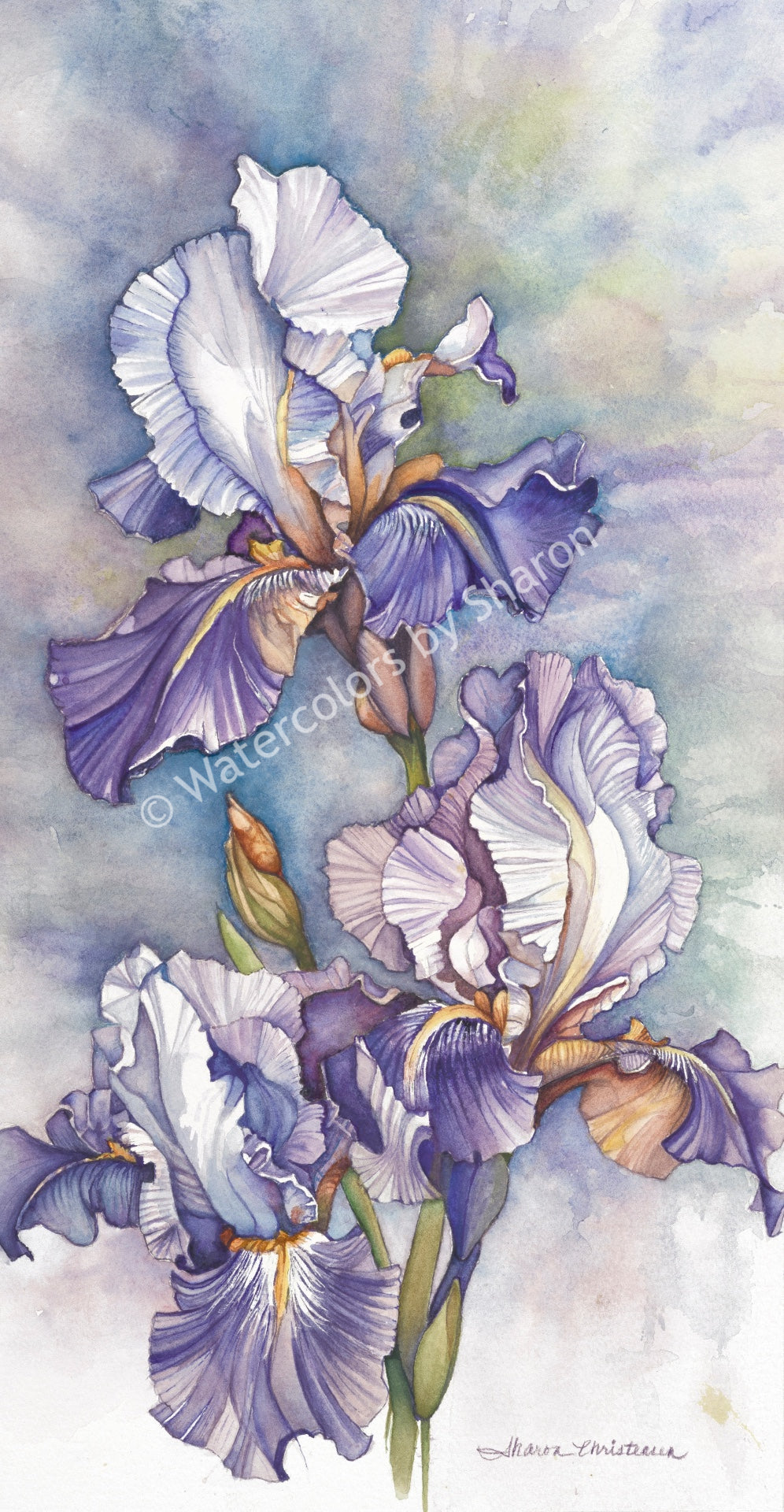 Iris Watercolor Art Print