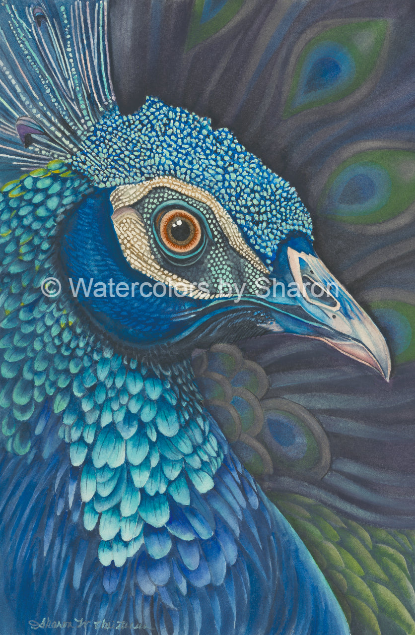 Proud Peacock Watercolor Art Print